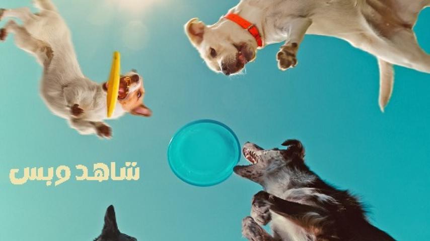 مشاهدة فيلم Inside the Mind of a Dog 2024 مترجم